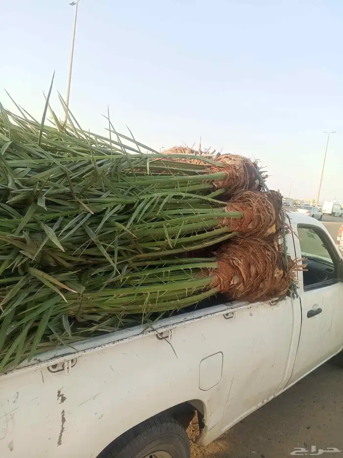 يوجد لدينا نخل للبيع فصايل منوعه ونقايل مثمره مكه جده 0