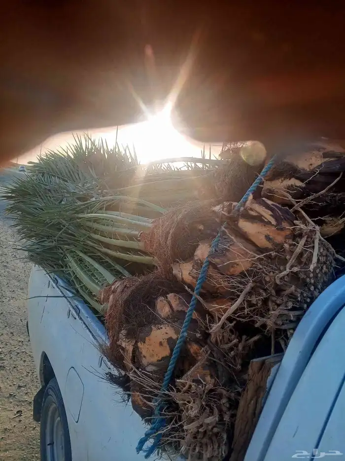 يوجد لدينا نخل للبيع فصايل منوعه ونقايل مثمره مكه جده 3