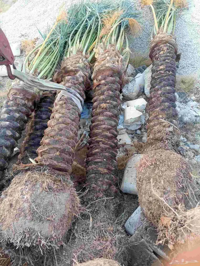 يوجد لدينا نخل للبيع فصايل منوعه ونقايل مثمره مكه جده 5