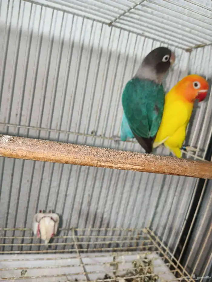 زوج فيشر من النوادر 2