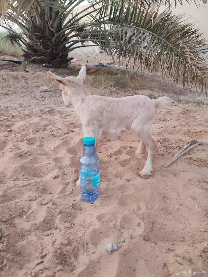 قزمي عنز مع بنته 0