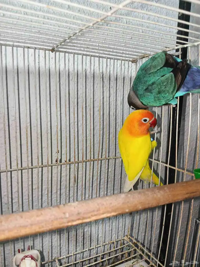 زوج فيشر من النوادر 4