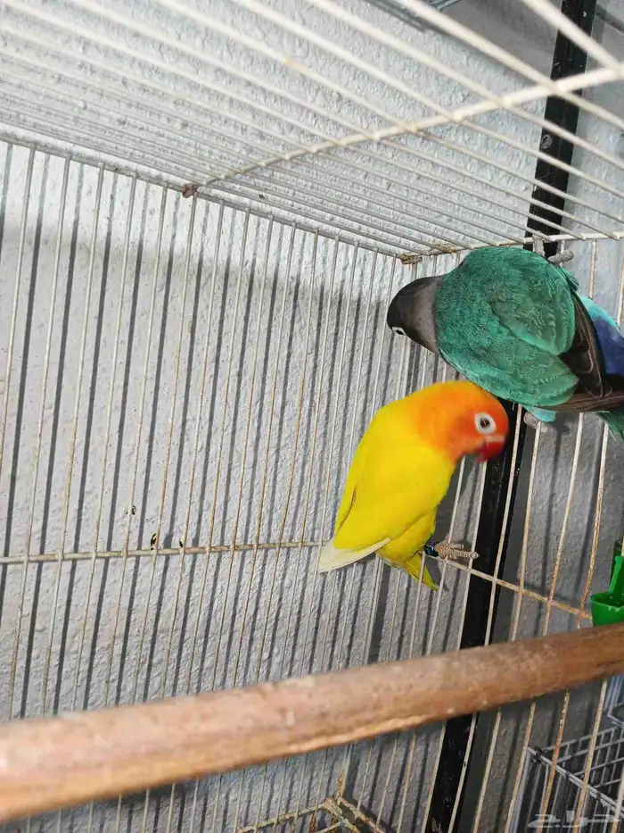 زوج فيشر من النوادر 3