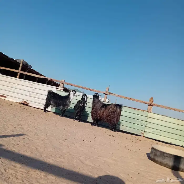 معزا عوارض البيع في الخفجي العدد 3 3