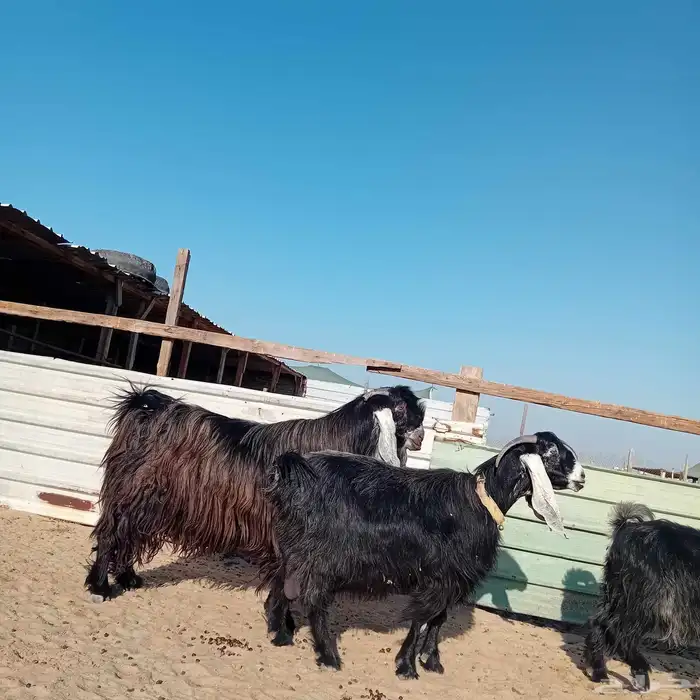 معزا عوارض البيع في الخفجي العدد 3 2