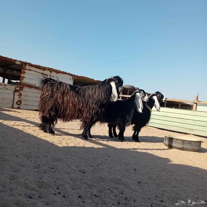 معزا عوارض البيع في الخفجي العدد 3 0