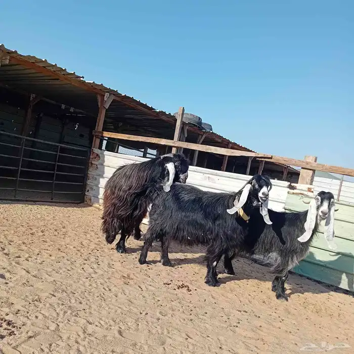 معزا عوارض البيع في الخفجي العدد 3 1