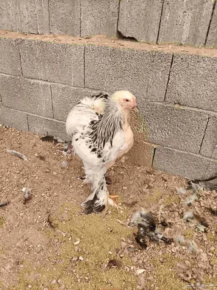 ديك براهما كولومبي 0