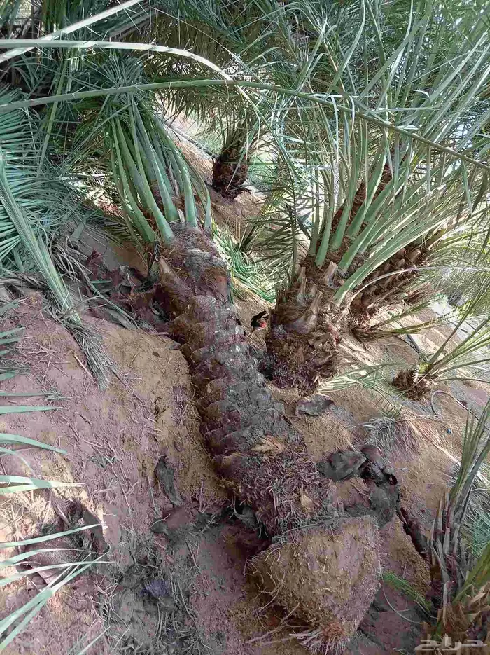 فسايل مجدول سكري صقعي خضري ونان 7