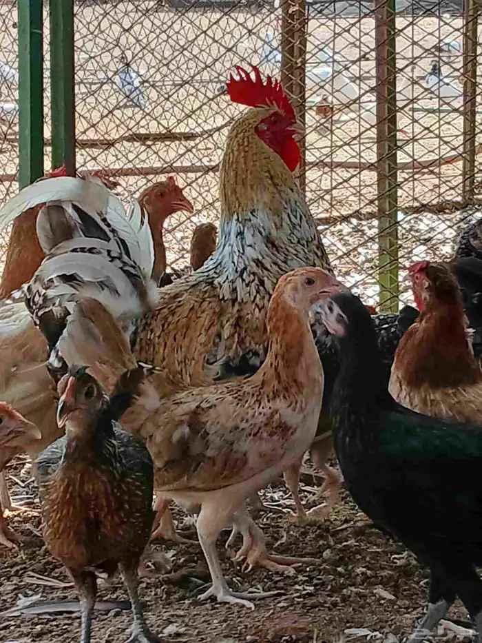 دجاج بلدي نضيف العدد 32 البياض 7حبات الباقي بشائر 3