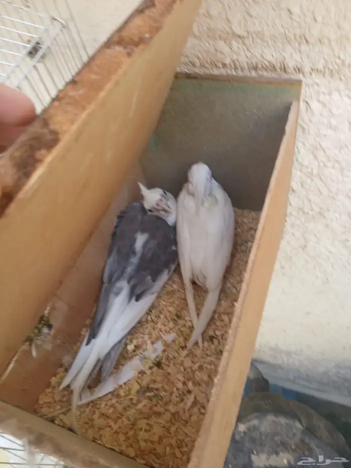 طيور وببغاء 1