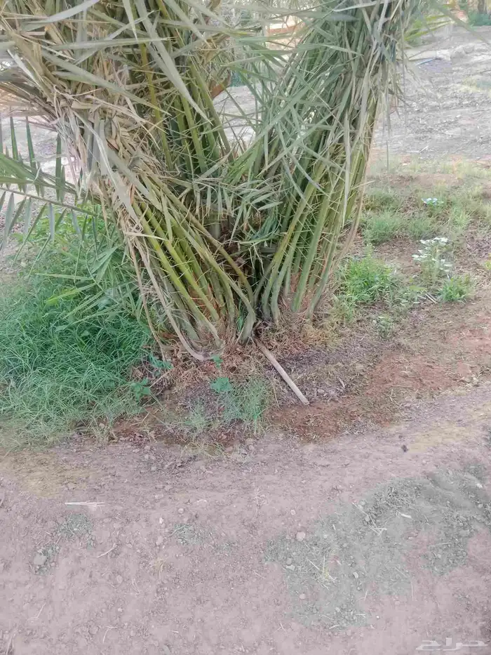 نخل خلاص برحي سكري 6