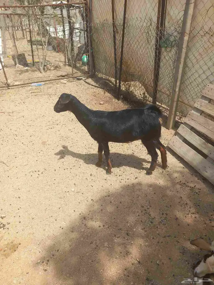 جفره للبيع 2