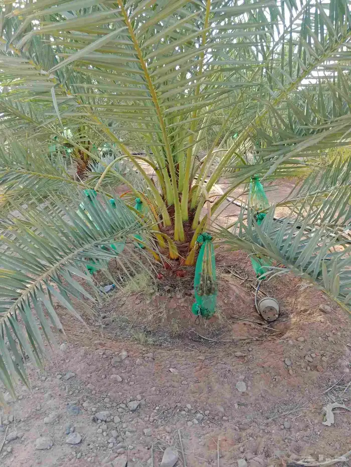 نخل خلاص برحي سكري 1