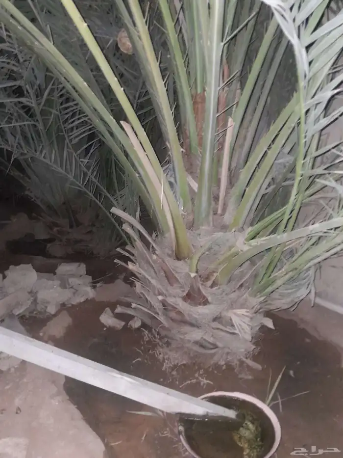 الرياض حي الشفاء والمزرعة محافظة الزلفي 5