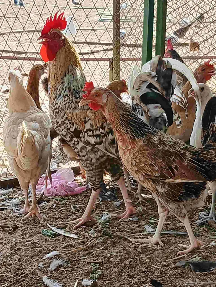 دجاج بلدي نضيف العدد 32 البياض 7حبات الباقي بشائر 2