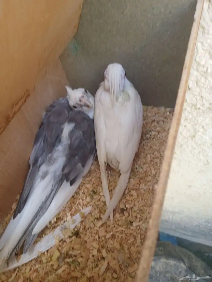طيور وببغاء 0