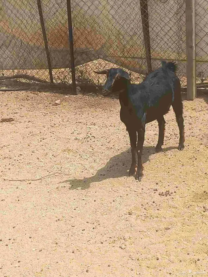 جفره للبيع 1