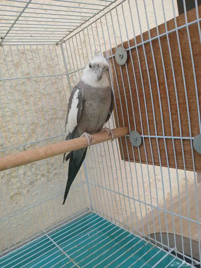 طيور وببغاء 2