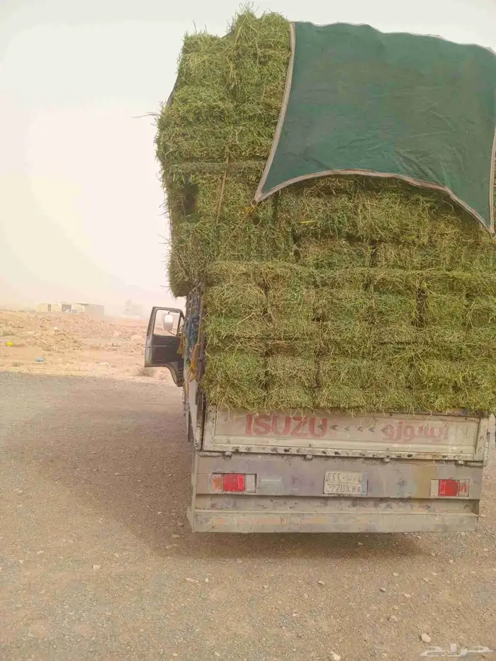الرياض. برسيم. صافي. وطيب. مره. العدد. 250. حبه 1