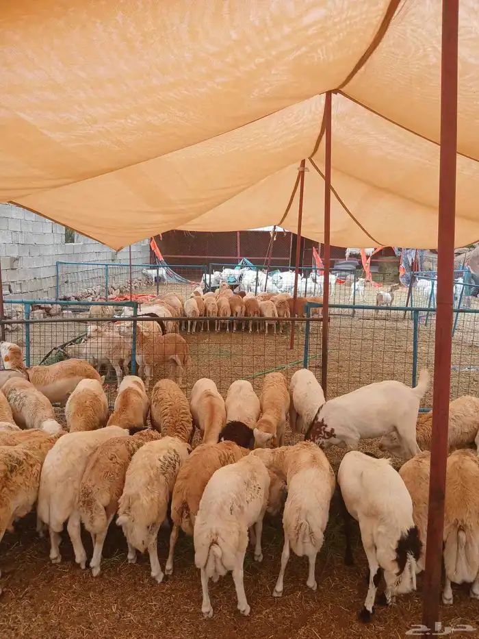 طليان رفيدي مستور وتيوس مستورده 0