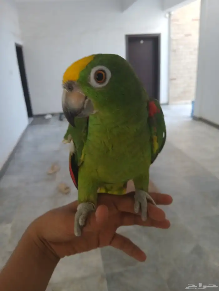 طيور وببغاء 8