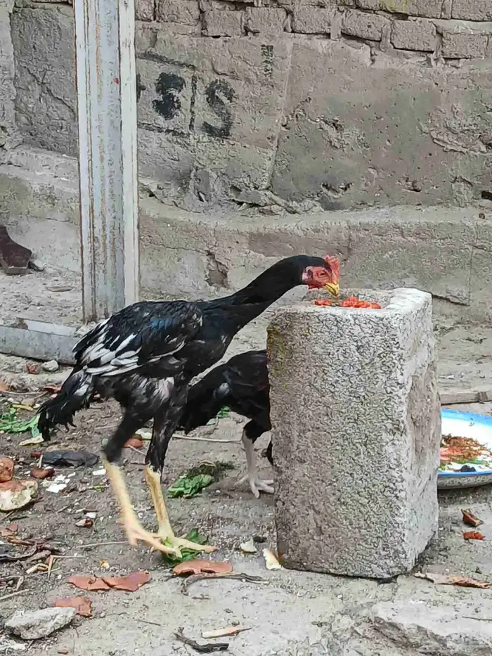 دجاج باكستاني 0
