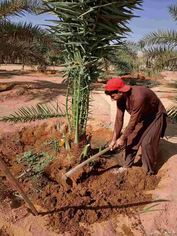 نخل مثمر للبيع خلاص برحي هلالي نخيل واشنطني زينه للبيع 6