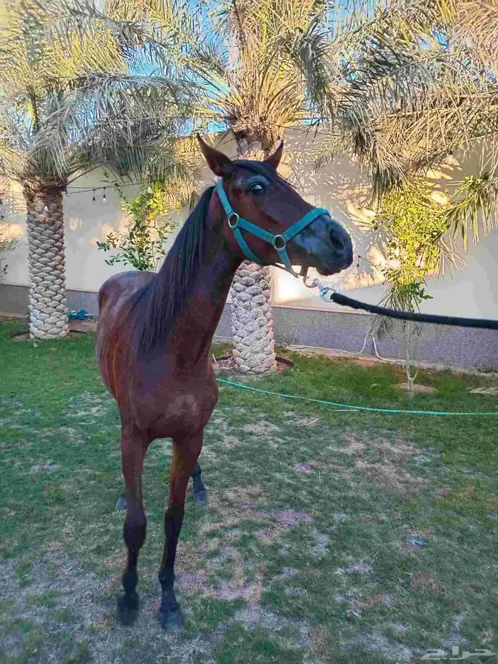 مهره شعبيه فاخره 2