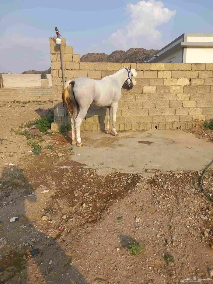 للبيع حصان شعبي 3