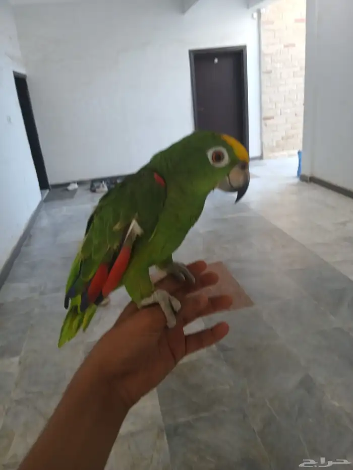 طيور وببغاء 9
