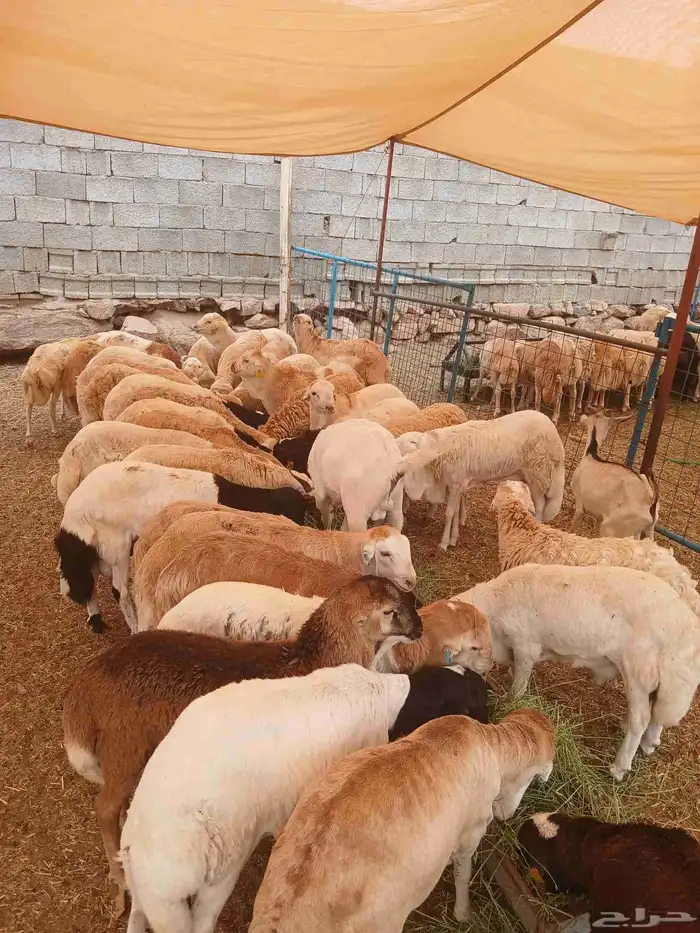 طليان رفيدي مستور وتيوس مستورده 1