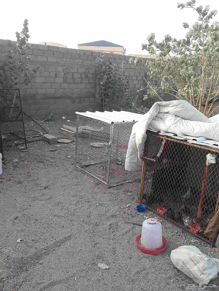 شبك جديد للبيع المساحه متر في متر يرتفاع متر من فوق زنق 0