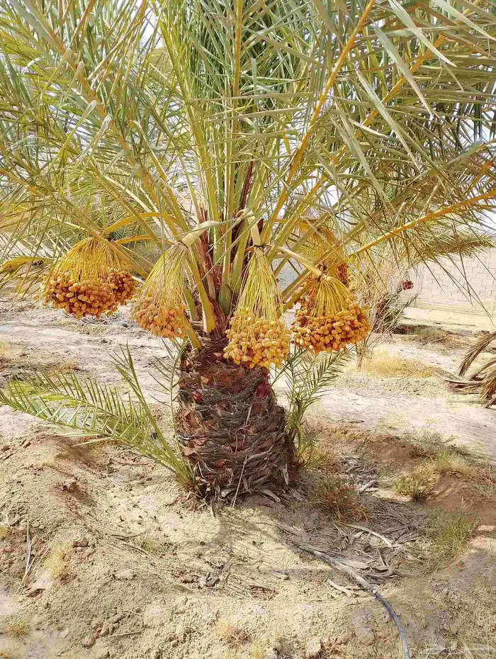 نخل مثمر للبيع 0