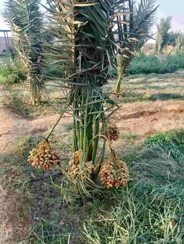 نخل مثمر للبيع 2