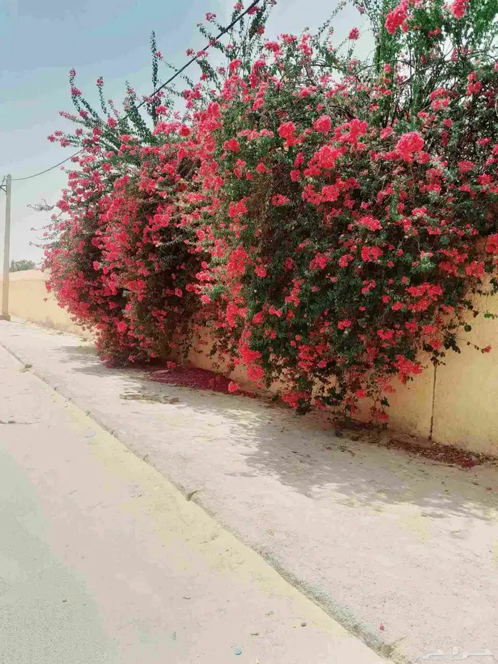 زراعه جميع انواع الاشجار والنخل والنجيل قص تزيين تقليم 9