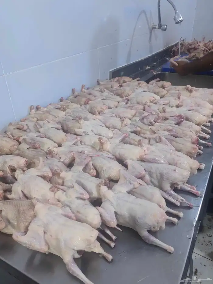 زغاليل فرنسي شرط شحم ولحم ما شاء الله 10