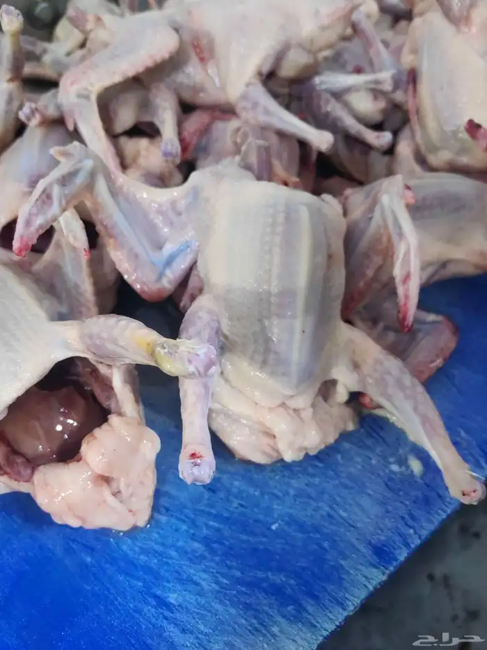 زغاليل فرنسي شرط شحم ولحم ما شاء الله 1