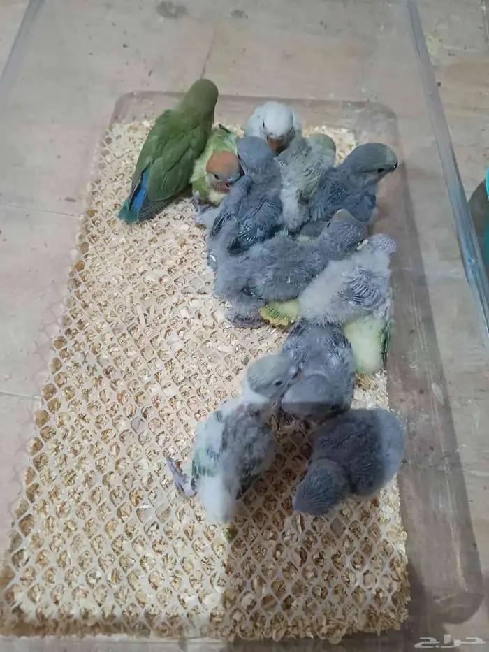 فروخ روز غر جميع الالوان 1