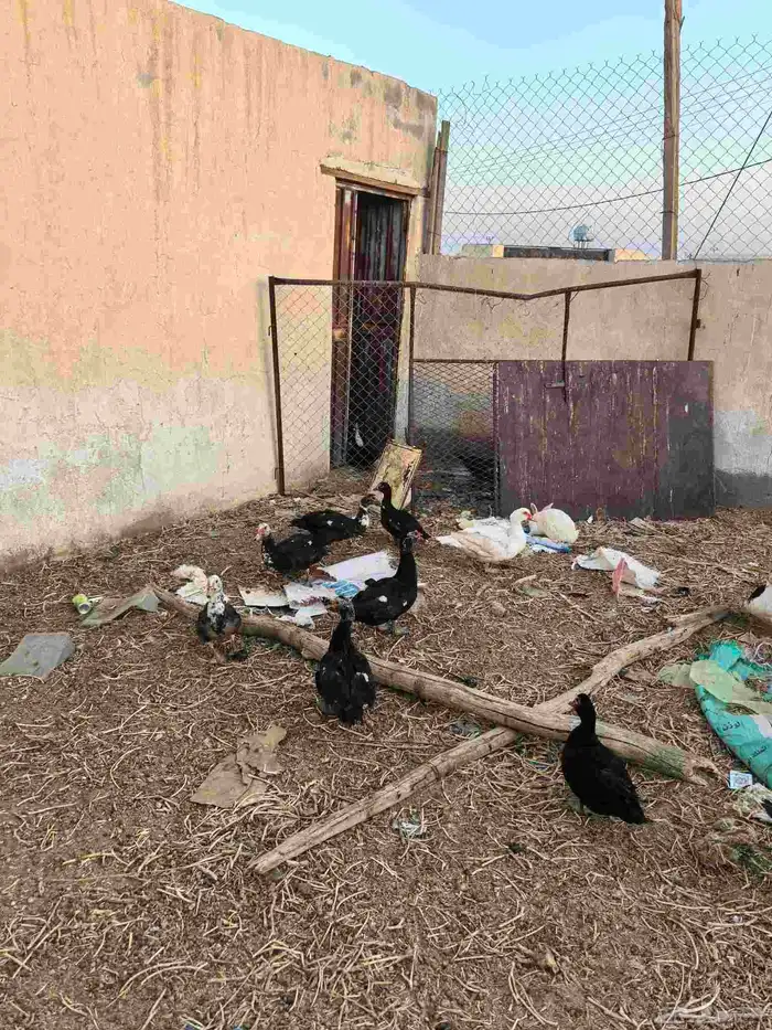 بط مصري 1