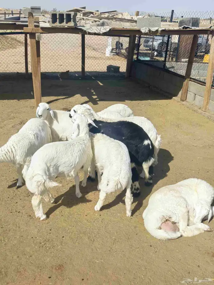 رخال حريات 2