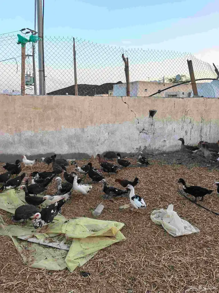 بط مصري 0