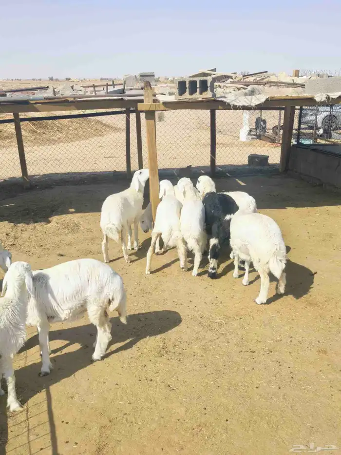 رخال حريات 0
