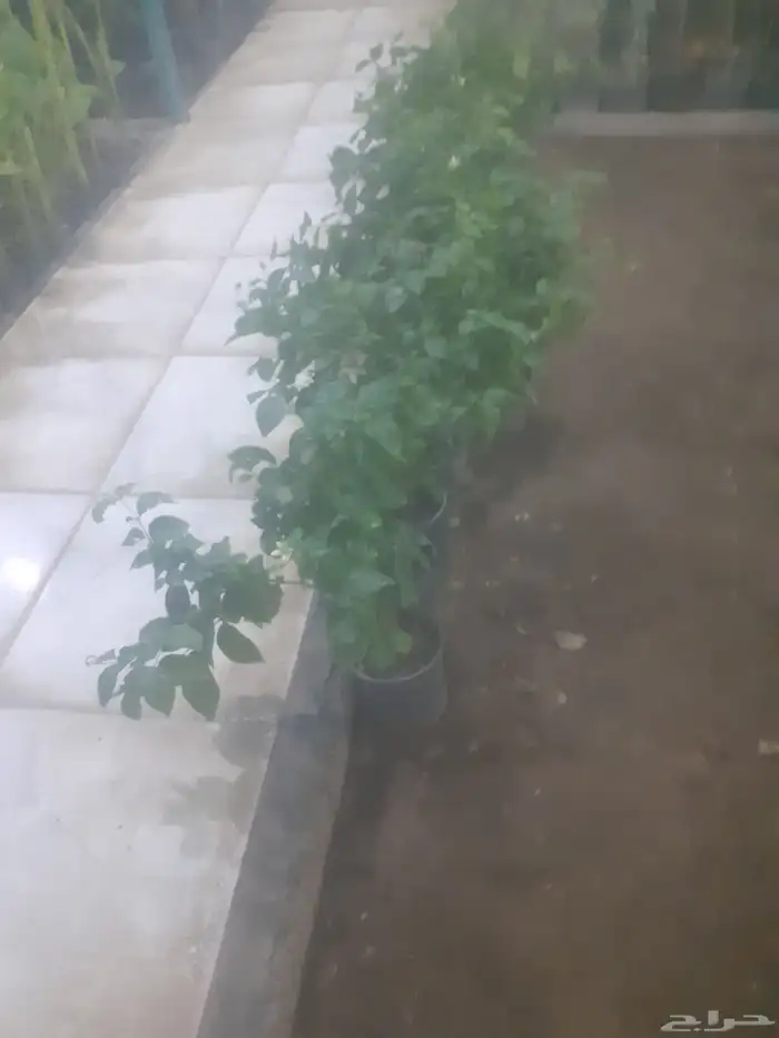 زراعه جميع انواع الاشجار والنخل والنجيل قص تزيين تقليم 0