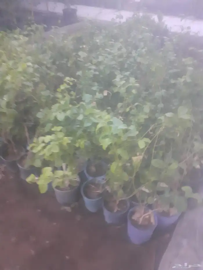 زراعه جميع انواع الاشجار والنخل والنجيل قص تزيين تقليم 1