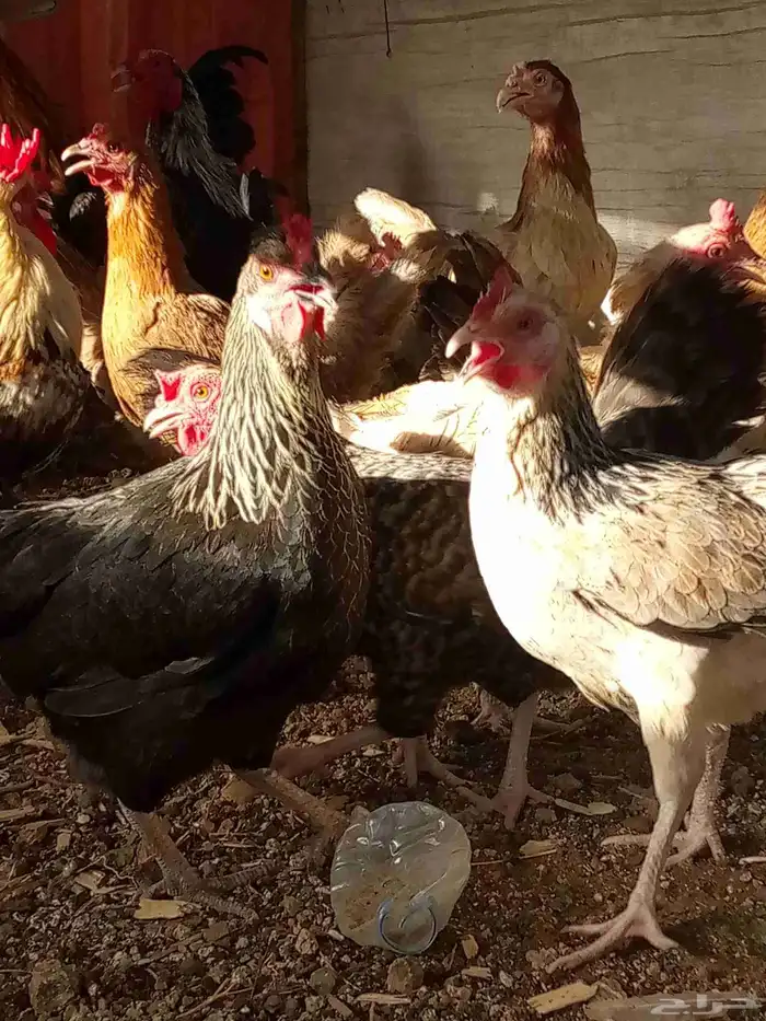 دجاج بياض باقي 6ديوك و6دجاجت 3