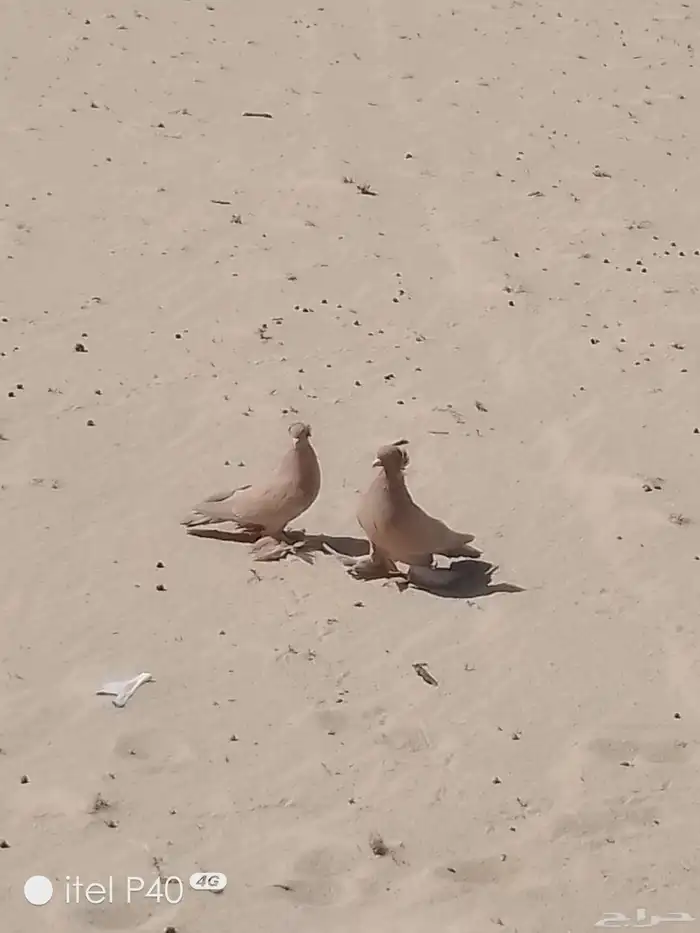 للبيع زوج عرقي 2