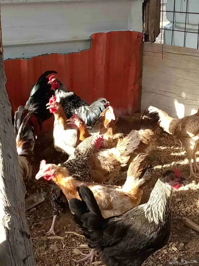 دجاج بياض باقي 6ديوك و6دجاجت 0