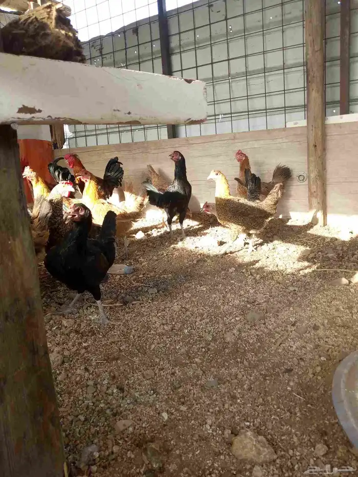 دجاج بياض باقي 6ديوك و6دجاجت 4