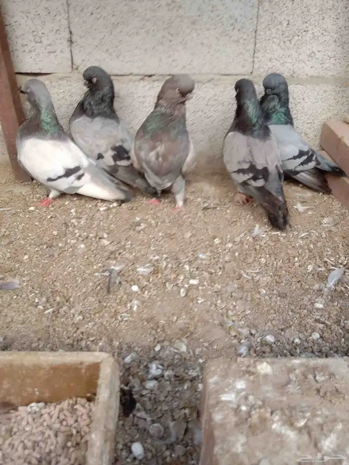 حمام لونق فيس 2
